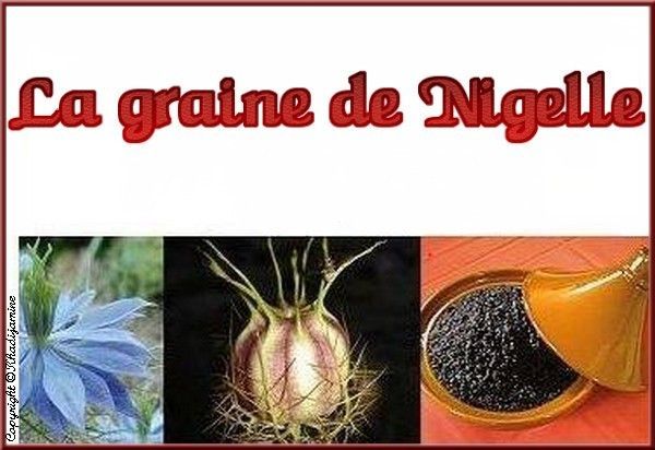 graine