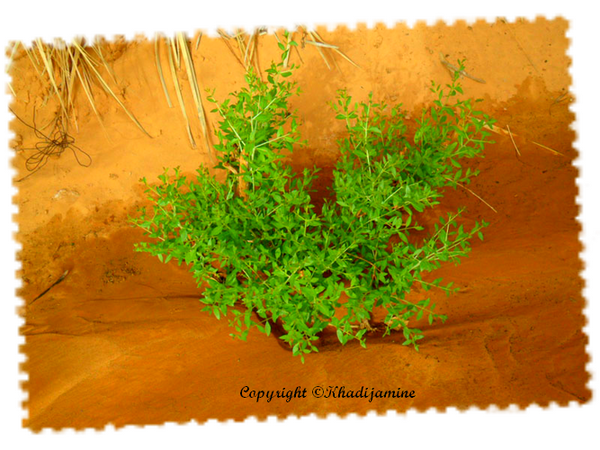 La meilleure des plantes des gens du Paradis est le henné