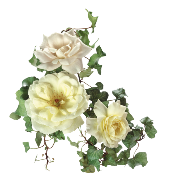 Mais non ! Je jure par l’âme qui ne cesse de se blâmer