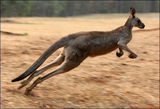 kangourou_sauteur.jpg