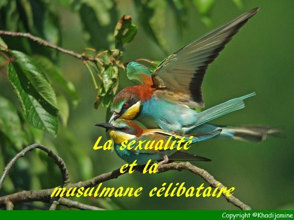 Célibataire je cherche ma moitié