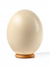 oeuf-d-autruche-naturel_1